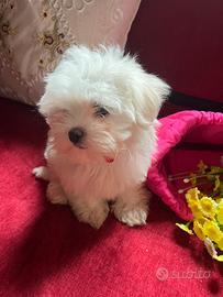 Maltese