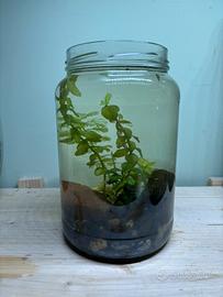 Vaso acquatico