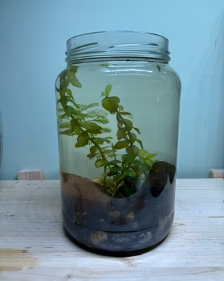 Vaso acquatico