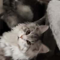 Cuccioli Maine coon XXL