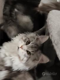 Cuccioli Maine coon XXL