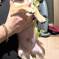 Cucciolo di Chiwuaua pincher