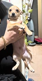 Cucciolo di Chiwuaua pincher