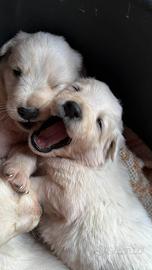 Cuccioli di pastore abruzzese 2 mesi