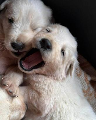 Cuccioli di pastore abruzzese 2 mesi