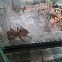 Tarantola più terrario