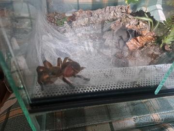 Tarantola più terrario