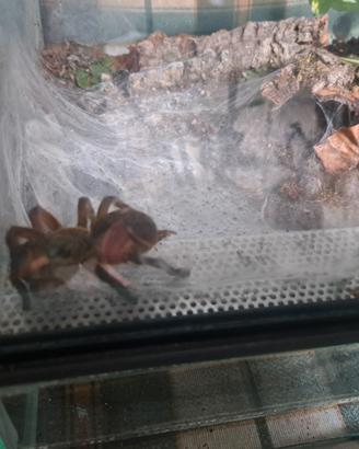 Tarantola più terrario