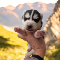 Siberian husky pedigree Enci