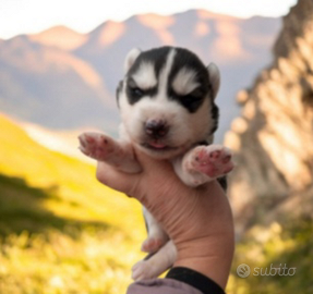 Siberian husky pedigree Enci