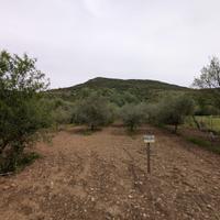 Terreno agricolo con uliveto