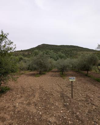 Terreno agricolo con uliveto