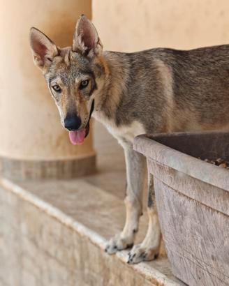 Cucciolo Cane Lupo Cecoslovacco PEDIGREE ENCI TEST