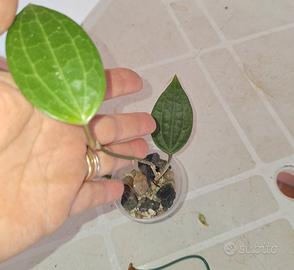 piantina di Macrophylla 