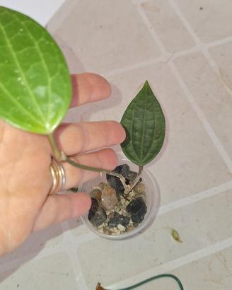piantina di Macrophylla 