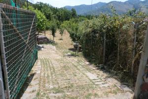Frutteto, terreno,giardino