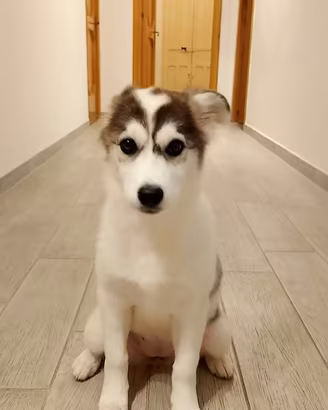 Iasura meravigliosa cucciola mix husky in adozione
