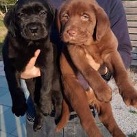 Cuccioli di labrador