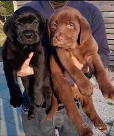 Cuccioli di labrador
