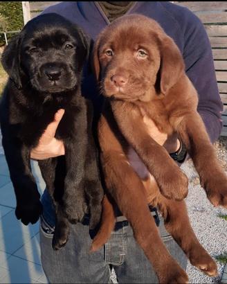 Cuccioli di labrador