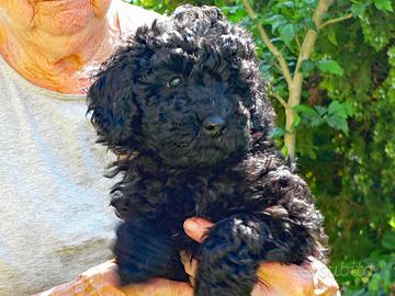 Barboncino nano pedigree enci
