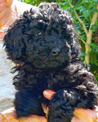 Barboncino nano pedigree enci