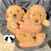 Cuccioli di golden retrievers americani