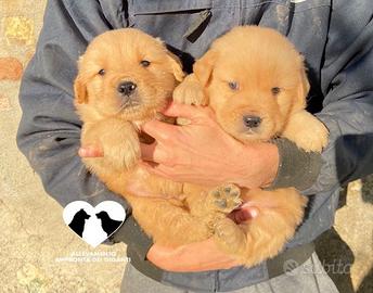 Cuccioli di golden retrievers americani