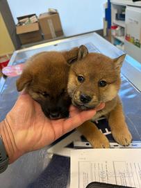 Shiba Inu rosso cuccioli con Pedigree Italiano