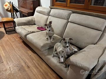 Whippet cuccioli