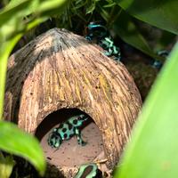 Rane dendrobates