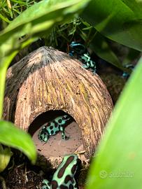 Rane dendrobates