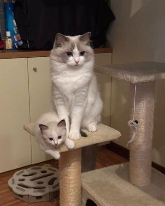 Cuccioli di Ragdoll