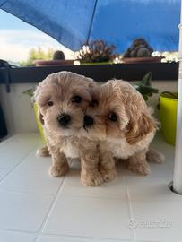Cuccioli di maltipoo