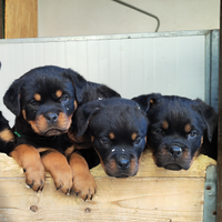 Rottweiler