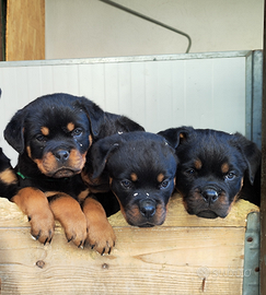 Rottweiler