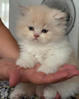 Gattino Persiano Bicolore Cream e White