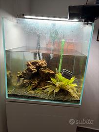 Acquario