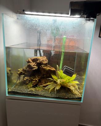 Acquario