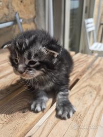 Meravigliosi gattini Maine Coon