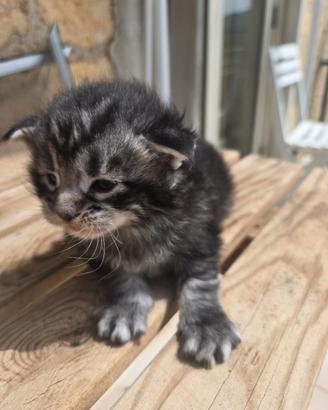 Meravigliosi gattini Maine Coon