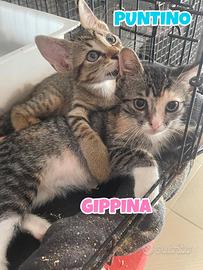 Gippina e Puntino gattini di tre mesI