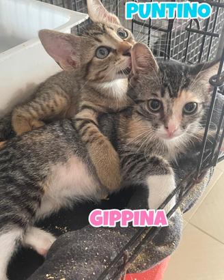 Gippina e Puntino gattini di tre mesI