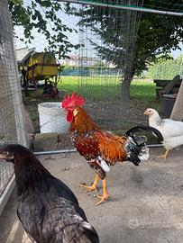 Gallo