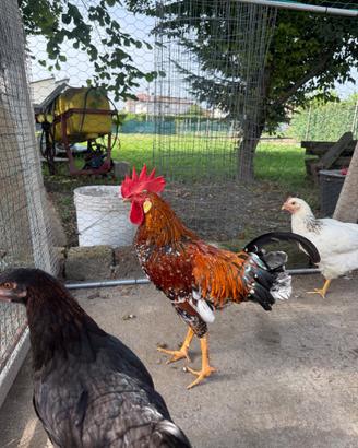 Gallo