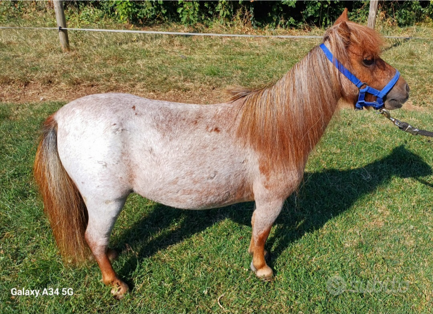 MINI PONY FALABELLA - La Fattoria in Città