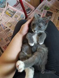 Gattino bianco/grigio di circa 2/3 mesi