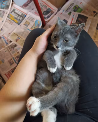 Gattino bianco/grigio di circa 2/3 mesi