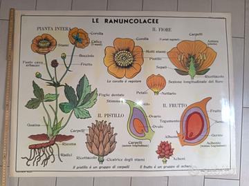 Cartina Tavola Didattica Donati Milano  -Fiori - B