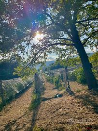 Terreno collinare di 3,5 ettari circa